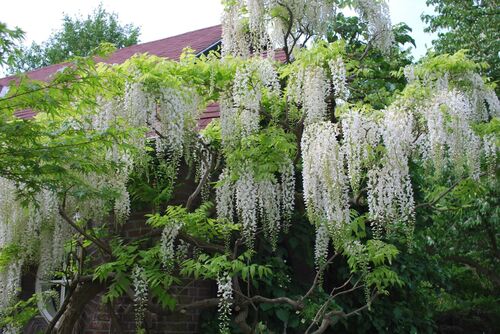 Wisteria floribunda 'Alba'