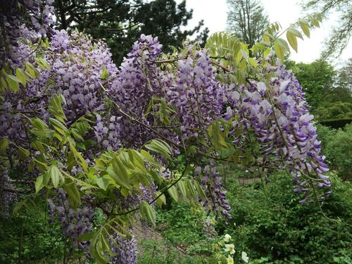 Wisteria floribunda