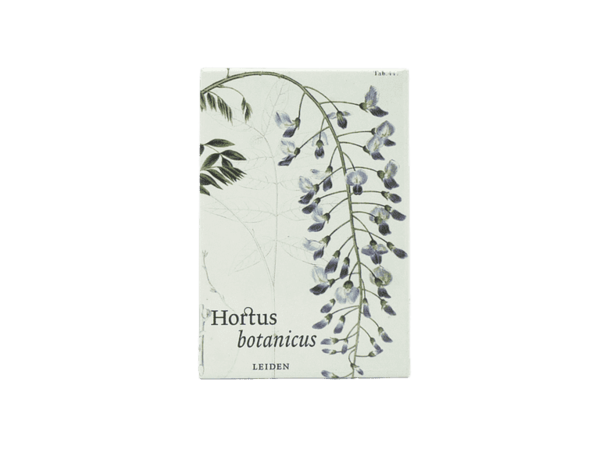 Wisteria