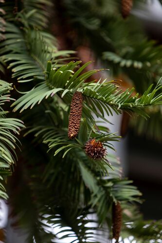 Wollemia nobilis