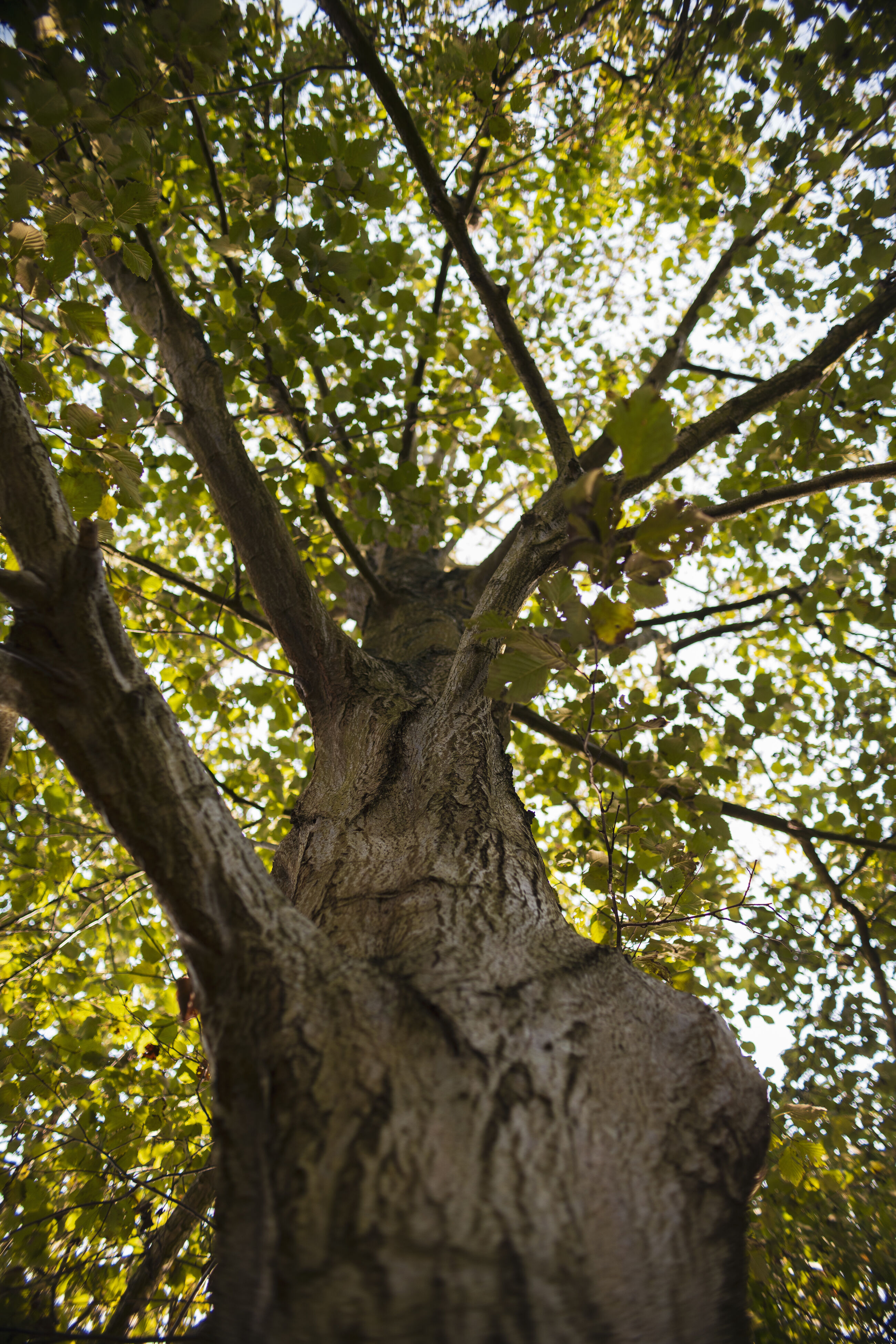 Workshop Bomen schetsen