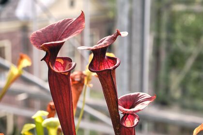 Workshop botanisch tekenen: vleesetende planten (voor volwassenen)