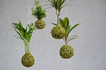 Workshop Kokedama maken (Uitverkocht)