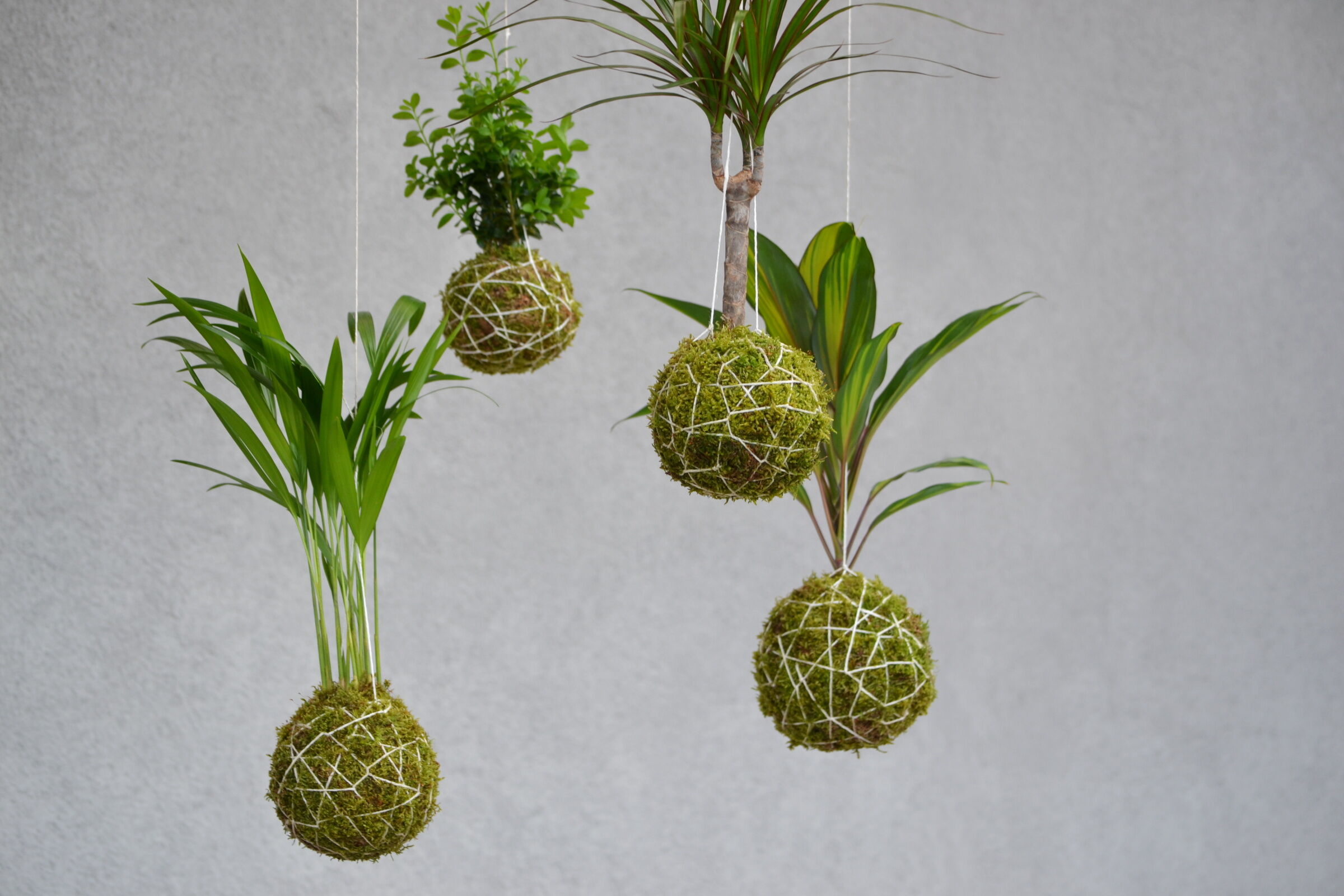 Workshop Kokedama maken