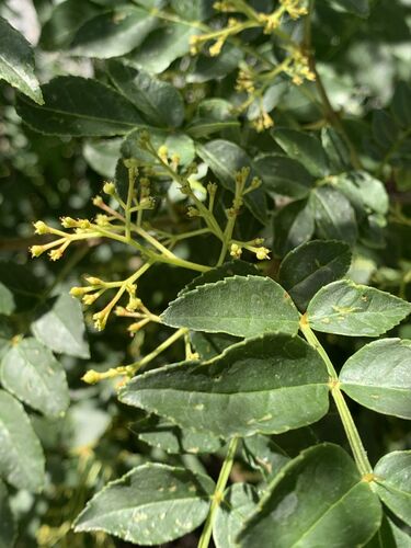 Zanthoxylum bungeanum