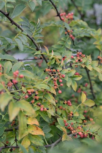 Zanthoxylum bungeanum