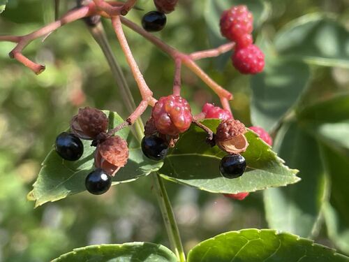 Zanthoxylum bungeanum