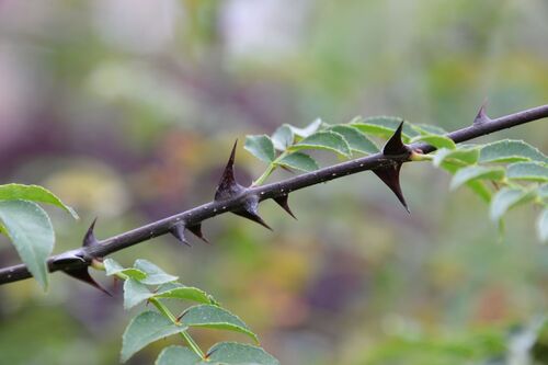 Zanthoxylum bungeanum