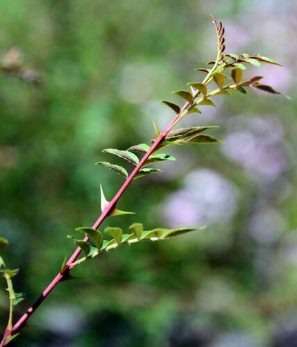 Zanthoxylum bungeanum