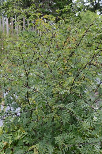Zanthoxylum bungeanum