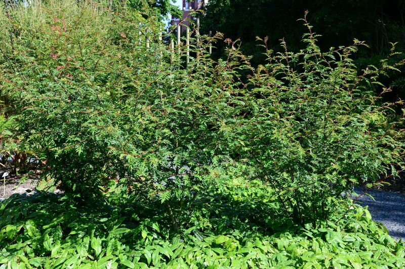 Zanthoxylum bungeanum