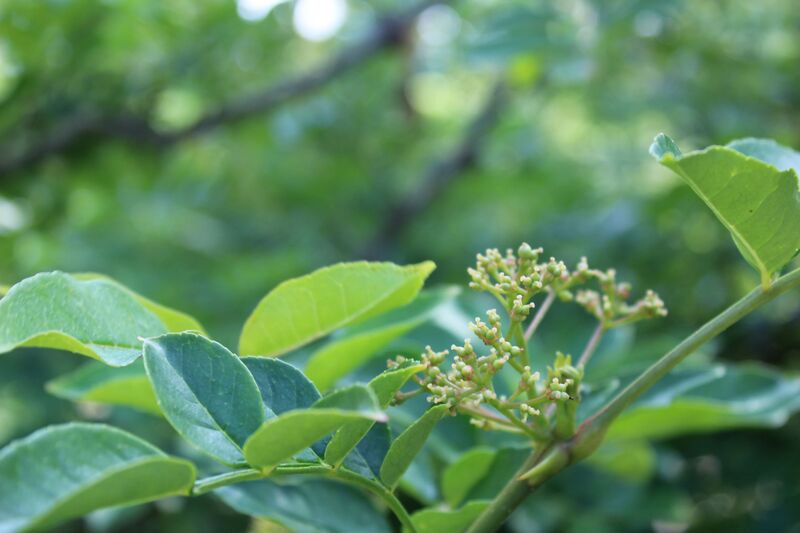 Zanthoxylum simulans