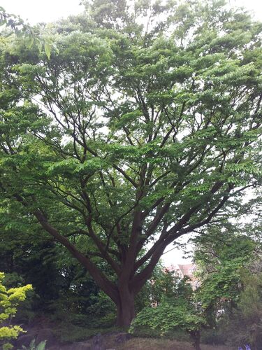 Zelkova serrata