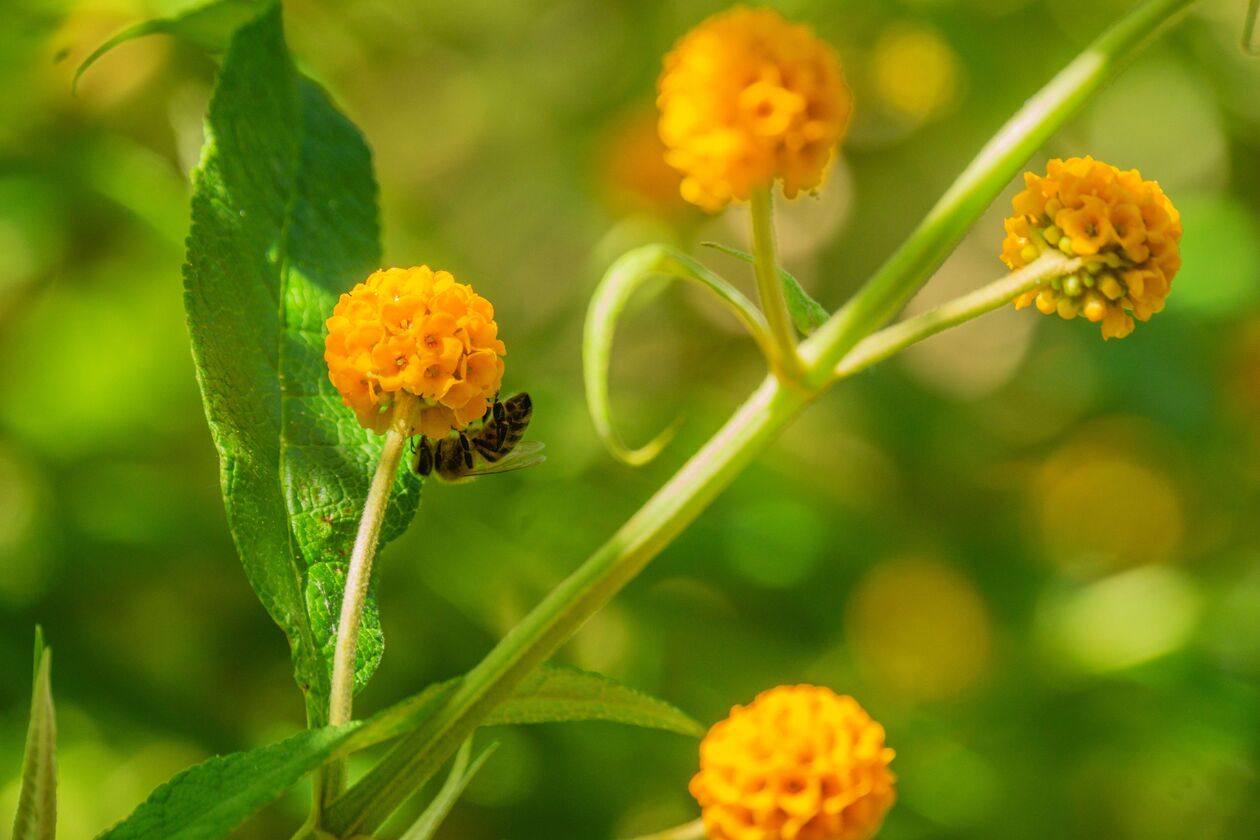 Zomer Gele bloem (credit Cunie)