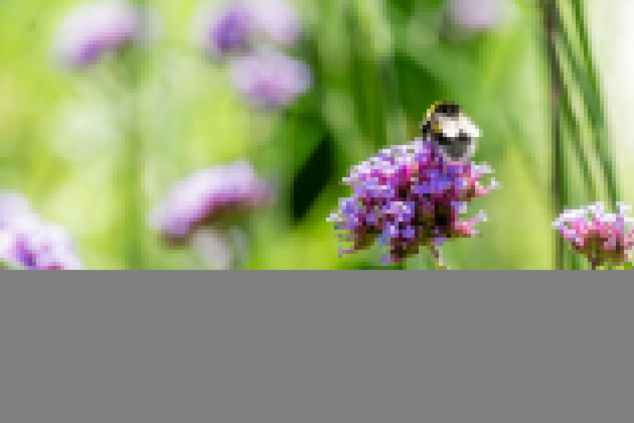 Zomer Paarse bloem met bij (credit Cunie)