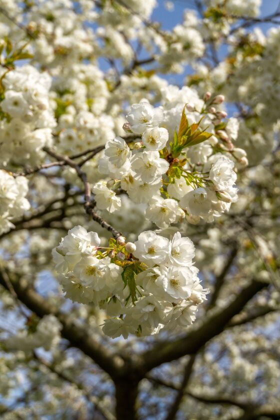 Zomer Witte Bloesem (credit Cunie)