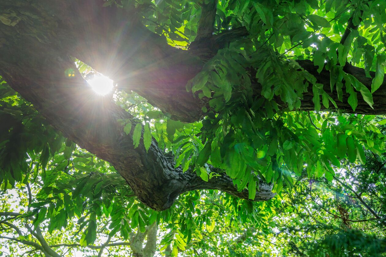 Zomer Zon door de boom (credit Cunie)