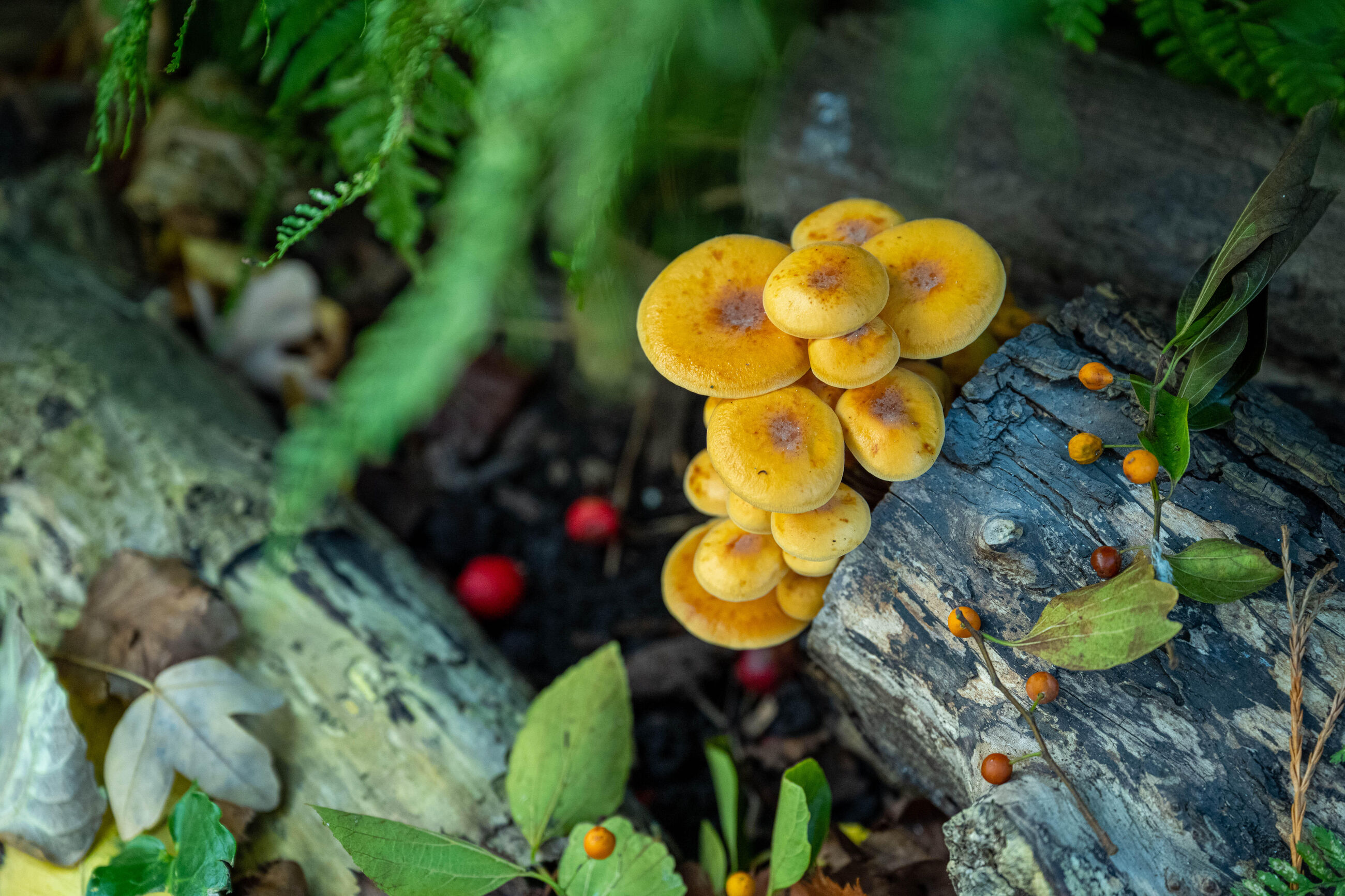 Zondagrondleiding Paddenstoelen