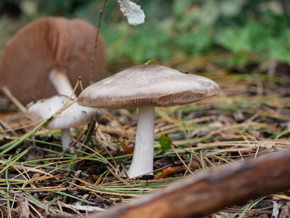 Zondagwandeling Paddenstoelen