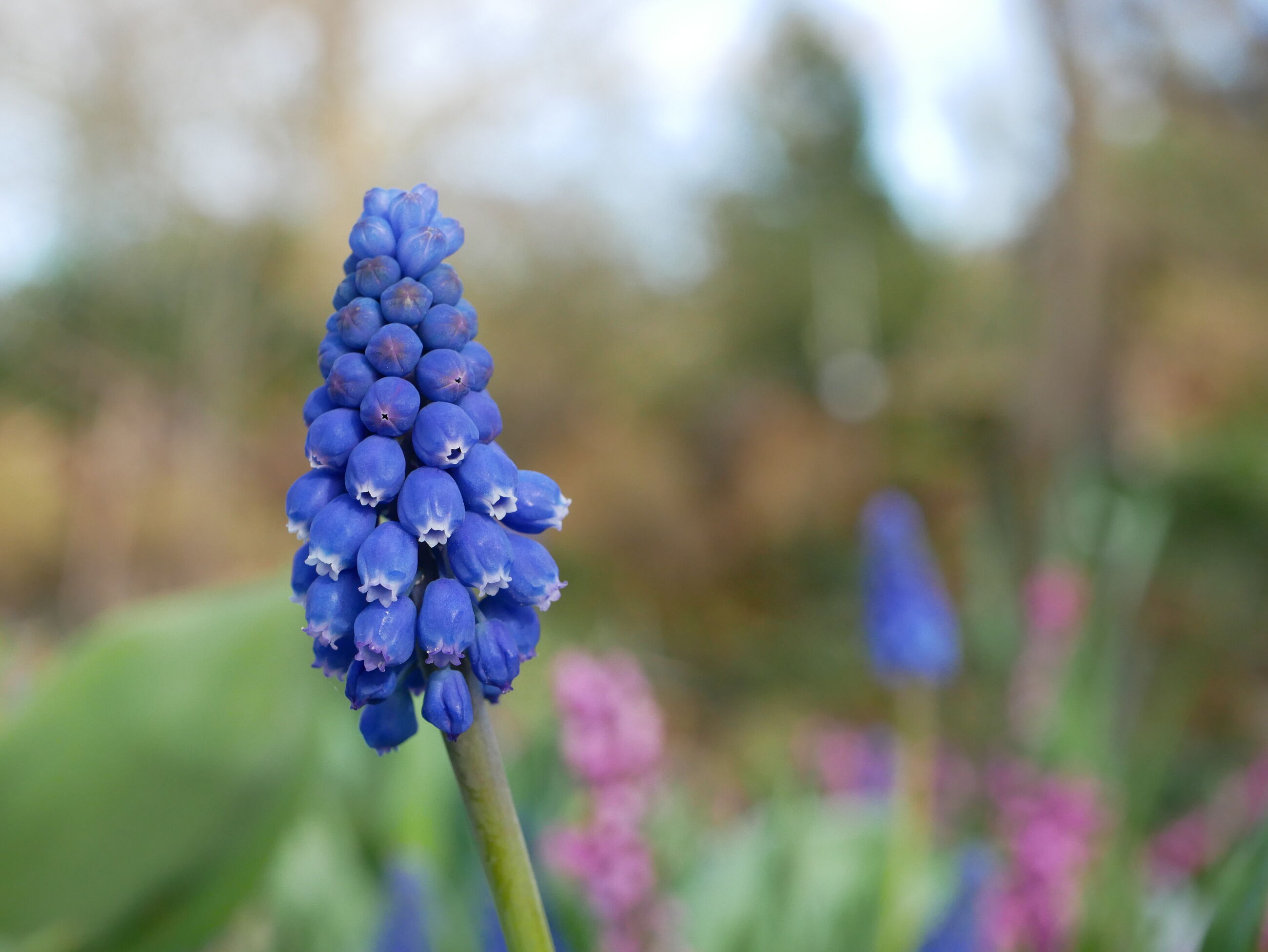 Zondagwandeling Vroege bloeiers