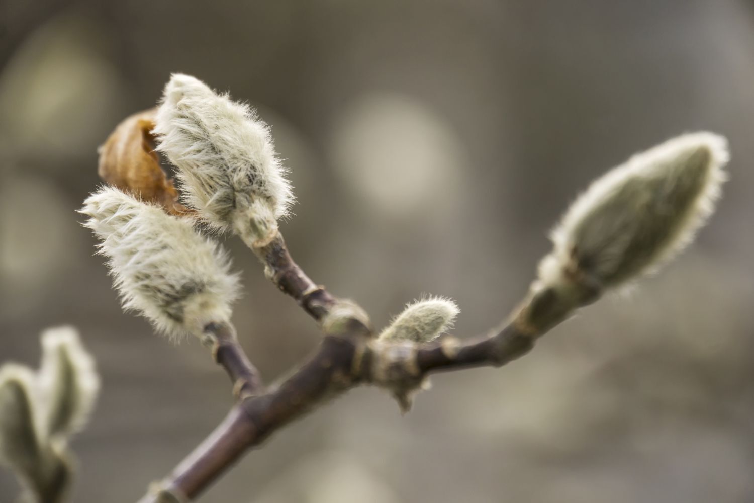 Zondagwandeling Winterknoppen