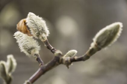 Zondagwandeling Winterknoppen